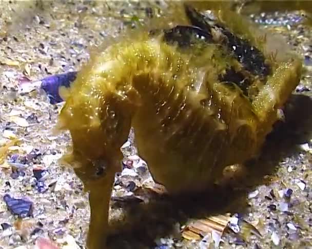 Short Snouted Seahorse Hippocampus Hippocampus Hiding Mussels Black Sea — стокове відео