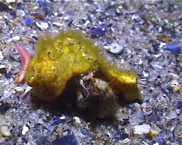 ハーミット ディオゲネス ピューリレーター は壊れた軟体動物の殻ラパナ 黒海に住んでいます — ストック動画