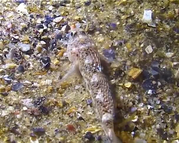 Ein Kleiner Fisch Gobius Fängt Nachts Licht Einer Laterne Polychäten — Stockvideo