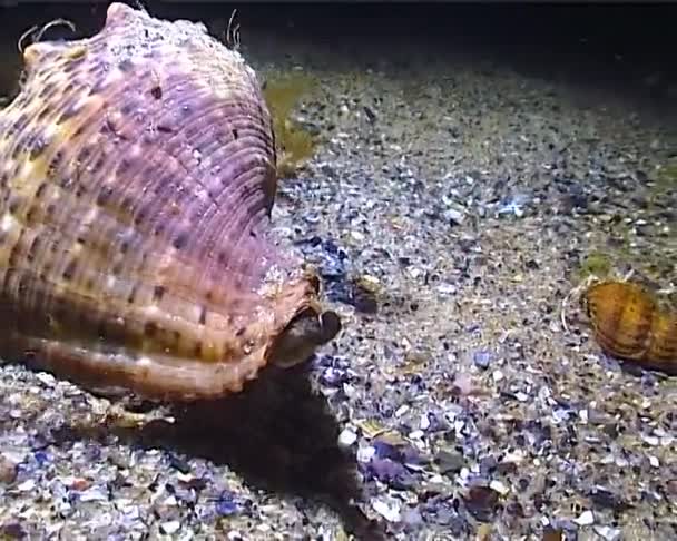 Marine Invasive Species Veined Whelk Rapana Venosa Medium Shot Black — Stock Video