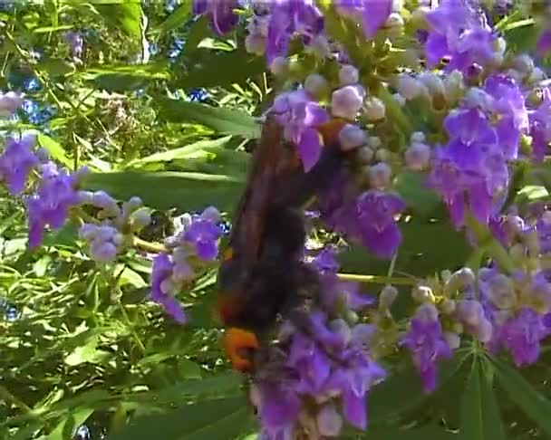 Wasp Scolia Hirta Collects Nectar Blooming Flowers — Video