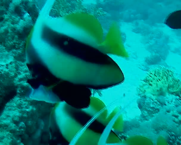 물고기 Heniochus Intermedius 어류가 산호초 헤엄쳐 다닌다 — 비디오