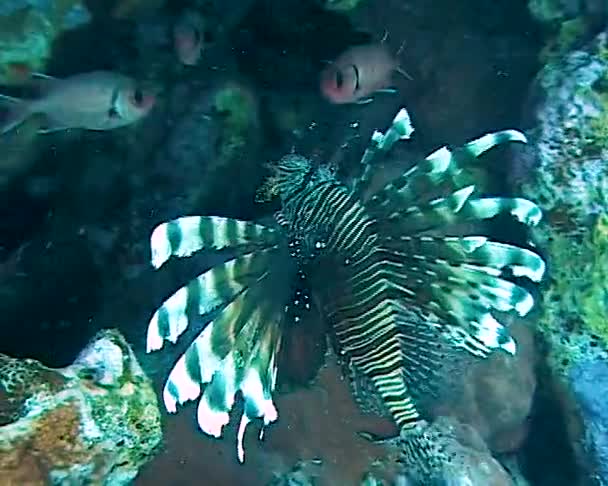 Tehlikeli Zehirli Balık Yaygın Aslan Balığı Pterois Volitans Mısır Kızıldeniz — Stok video