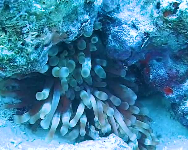 Anemonefish Amphiprion Ocellaris イソギンチャクの触手の間で泳ぐ 魚とイソギンチャクの共生 — ストック動画