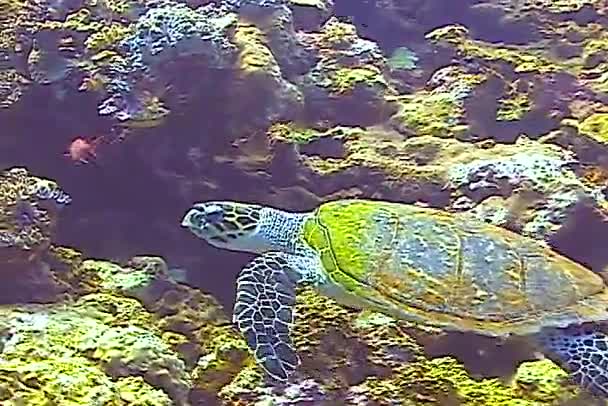 Зеленая Черепаха Chelonia Mydas Ест Морские Губки Коралловом Рифе Красное — стоковое видео