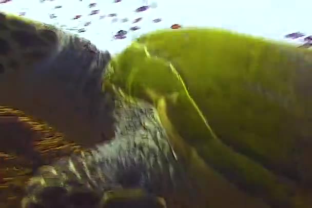 绿海龟 Chelonia Mydas 在珊瑚礁上吃海绵体 — 图库视频影像