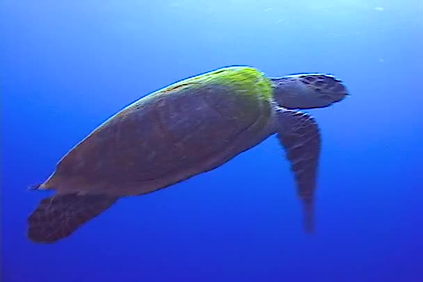 Зелена Морська Черепаха Chelonia Mydas Їсть Морських Губків Кораловому Рифі — стокове відео