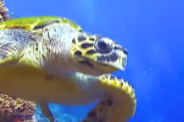 绿海龟 Chelonia Mydas 在珊瑚礁上吃海绵体 — 图库视频影像