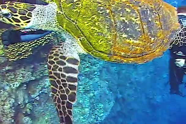 Grön Havssköldpadda Chelonia Mydas Äter Havssvamp Ett Korallrev Röda Havet — Stockvideo