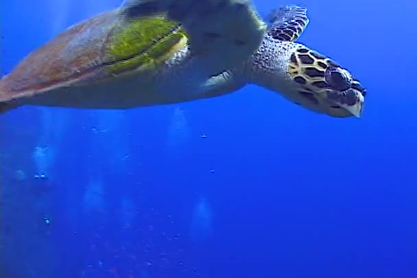 Yeşil Deniz Kaplumbağası Chelonia Mydas Mercan Resifinde Sünger Yer Kızıldeniz — Stok video