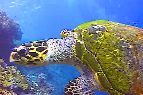 Havssköldpadda Eretmochelys Imbricata Röda Havet — Stockvideo