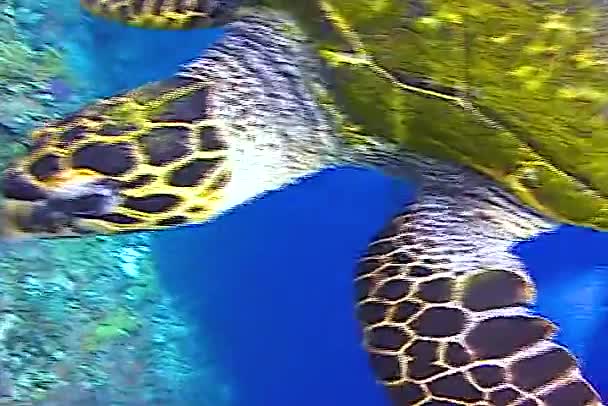 Tortuga Marina Verde Chelonia Mydas Comiendo Esponjas Marinas Arrecife Coral — Vídeos de Stock