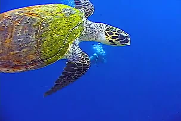 Żółw Zielony Chelonia Mydas Jedzący Gąbki Morskie Rafie Koralowej Morze — Wideo stockowe