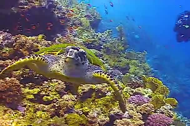 Зелена Морська Черепаха Chelonia Mydas Їсть Морських Губків Кораловому Рифі — стокове відео
