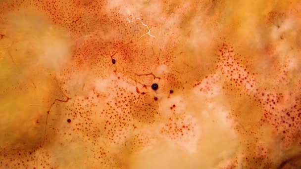 Kolonie Grzybów Pleśniowych Czerwonymi Wydzielinami Zgniłym Drewnie Organicznych Pozostałości Wilgotnych — Wideo stockowe
