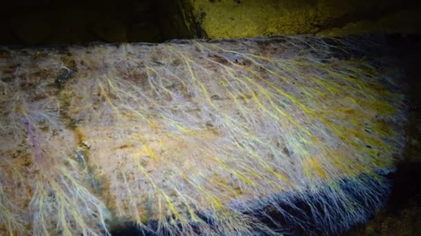 Kriechende Schimmelpilzkolonien Auf Morschem Holz Und Organischen Überresten Den Feuchten — Stockvideo
