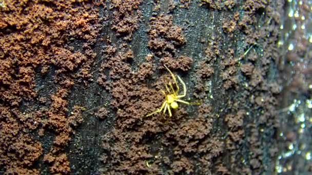 Ένα Άγνωστο Είδος Αράχνης Μακριά Μπροστινά Πόδια Που Ζει Στις — Αρχείο Βίντεο