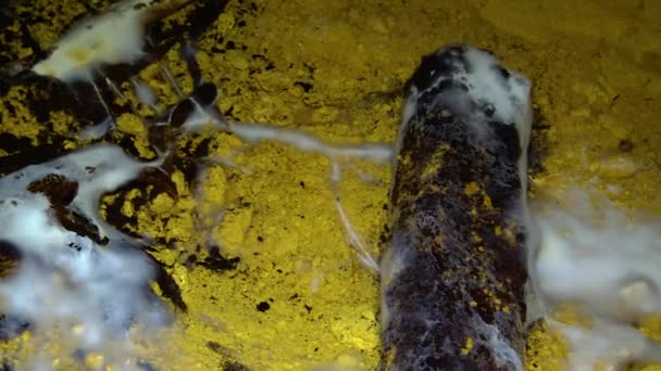 潮湿的敖德萨地下墓穴中腐烂木材和有机物残留物上的蠕变霉菌群 — 图库视频影像