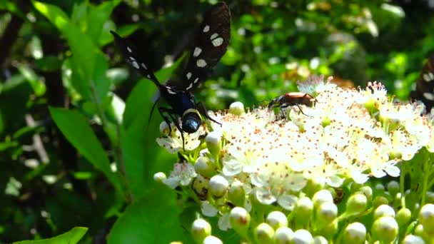 Amata Nigricornis Mariposa Flores — Vídeos de Stock