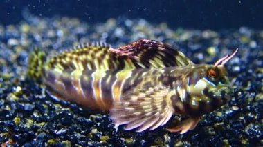 Yakın plan, erkek Sphynx blenny (Aidablennius sfenks). Karadeniz