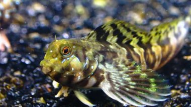 Yakın plan, dişi Sphynx blenny (Aidablennius sfenks). Karadeniz