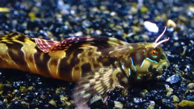 Yakın plan, erkek Sphynx blenny (Aidablennius sfenks). Karadeniz