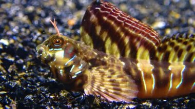 Yakın plan, erkek Sphynx blenny (Aidablennius sfenks). Karadeniz