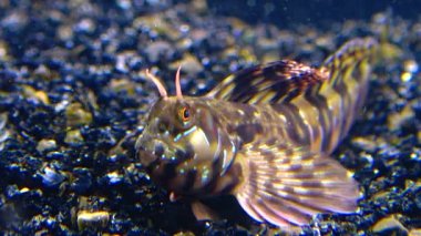 Yakın plan, erkek Sphynx blenny (Aidablennius sfenks). Karadeniz