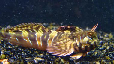 Yakın plan, erkek Sphynx blenny (Aidablennius sfenks). Karadeniz