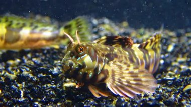 Yakın plan, erkek Sphynx blenny (Aidablennius sfenks). Karadeniz