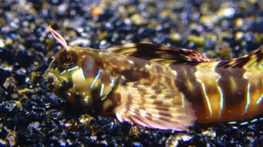 Yakın plan, erkek Sphynx blenny (Aidablennius sfenks). Karadeniz