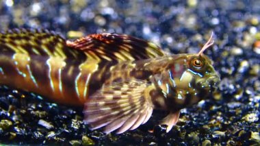 Yakın plan, erkek Sphynx blenny (Aidablennius sfenks). Karadeniz