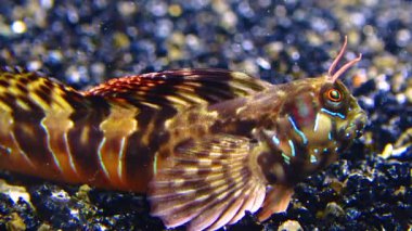 Yakın plan, erkek Sphynx blenny (Aidablennius sfenks). Karadeniz