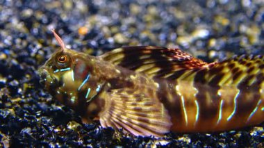 Yakın plan, erkek Sphynx blenny (Aidablennius sfenks). Karadeniz