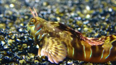 Yakın plan, erkek Sphynx blenny (Aidablennius sfenks). Karadeniz