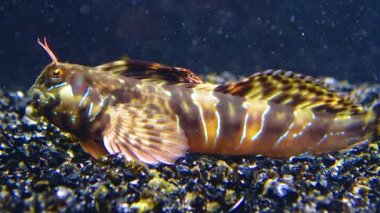 Yakın plan, erkek Sphynx blenny (Aidablennius sfenks). Karadeniz