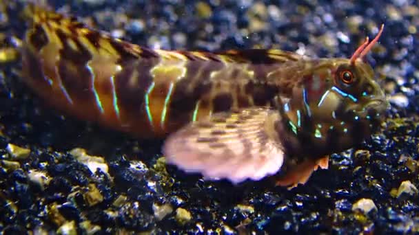 Zbliżenie Żeński Sphynx Blenny Aidablennius Sfinx Morze Czarne — Wideo stockowe