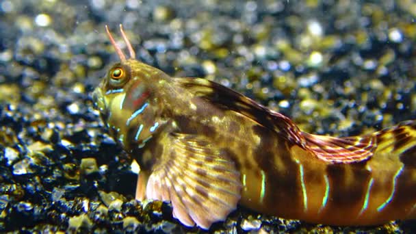 Κοντινό Πλάνο Αρσενικό Sphynx Blenny Aidablennius Sphynx Μαύρη Θάλασσα — Αρχείο Βίντεο