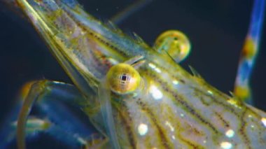 Karides gözü besin değeri (Palaemon elegans), Karadeniz