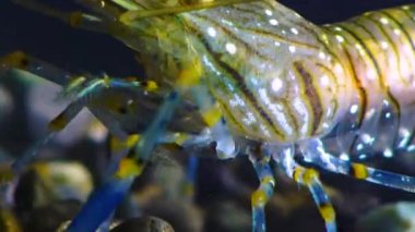 Bileşik gözlü bir karides kafasının yakın çekimi Karides Besleme (Palaemon elegans), Karadeniz