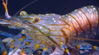 Bileşik gözlü bir karides kafasının yakın çekimi Karides Besleme (Palaemon elegans), Karadeniz