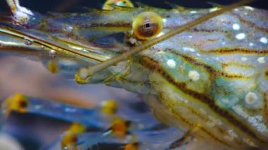 Bileşik gözlü bir karides kafasının yakın çekimi Karides Besleme (Palaemon elegans), Karadeniz