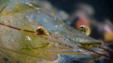 Karides gözü besin değeri (Palaemon elegans), Karadeniz