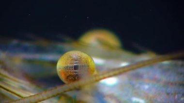 Karides gözü besin değeri (Palaemon elegans), Karadeniz