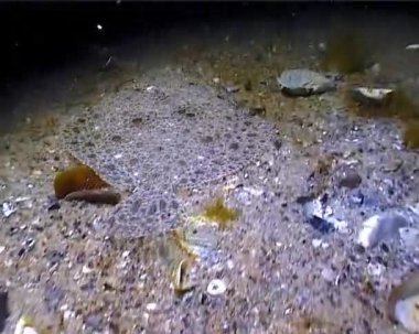 Scophthalmus maeoticus (Karadeniz turbotu veya kalkan) kumlu bir deniz tabanında gizlenmiştir. Karadeniz