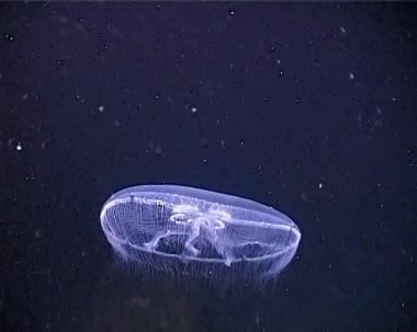 Floating in the water column Common (moon) jellyfish (Aurelia aurita), Black Sea