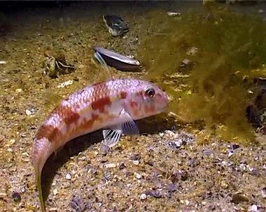 Mullus barbatus ponticus - Karadeniz 'in gece karanlığında kumların üzerinde balık