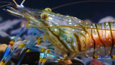Karides gözü besin değeri (Palaemon elegans), Karadeniz