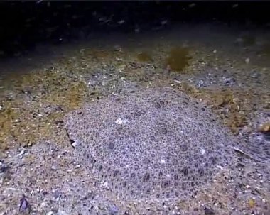 Scophthalmus maeoticus (Karadeniz turbotu veya kalkan) kumlu bir deniz tabanında gizlenmiştir. Karadeniz