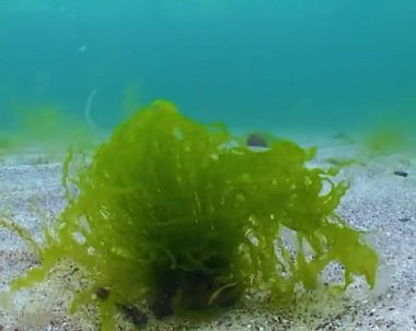 Karadeniz 'in sualtı manzarası, Yeşil algler (Enteromorpha intestinalis) ve diğerleri kıyıya yakın bir kaya yüzeyindeki su yosunları.